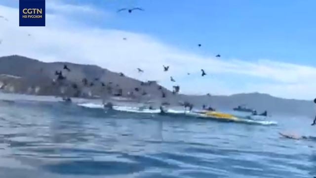 В США горбатый кит атаковал каяк с двумя туристками смотреть онлайн