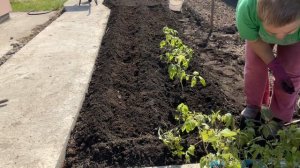 Как правильно сажать томаты в открытый грунт!#рассадапомидор #жизньвмаленькомгороде