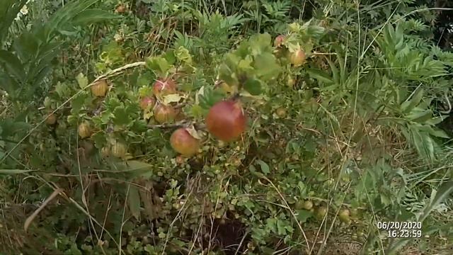 Посадил ПОМИДОРЫ Де Барао розовый и томаты ВЕЛИКАНЫ смотреть онлайн