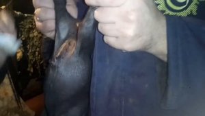 СТАВИМ ПОРОСЯТАМ ЖЕЛЕЗО/ВЕС ВЬЕТНАМСКИХ ПОРОСЯТ НА ТРЕТЬИ СУТКИ