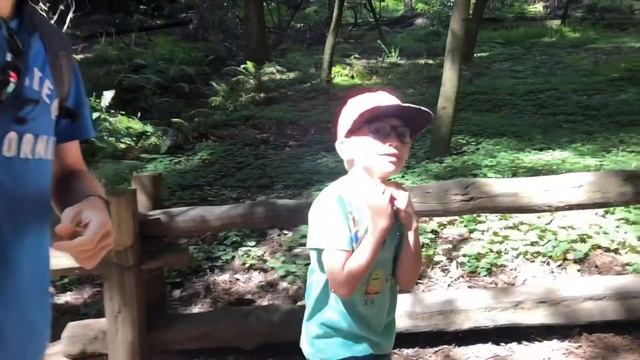 Самые большие деревья в мире. Парк с редвудами [Vlog 6] смотреть онлайн