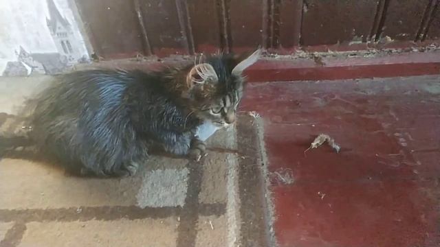 Феликс поймал мышь ? смотреть онлайн