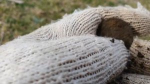 Так что же лучше 900 й или Мантикора, ответа пока нет.