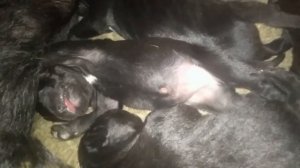 О породе/собака/кане-корсо/новорожденные/первые/дни/жизни