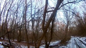 загонная охота на косулю 2019. вдвоем стреляли по одной