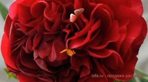 Пион травянистый Кэрол (paeonia carol) ? пион Кэрол обзор: как сажать саженцы пиона Кэрол