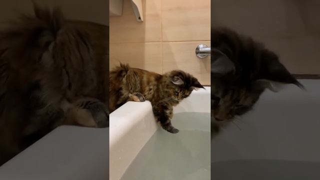 Котёнок Мейн Кун играет с водой / Maine Coon kitten plays with water