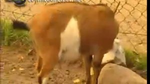 Легкие и дыхание млекопитающих