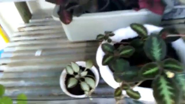 Episcia hybrid borneo смотреть онлайн