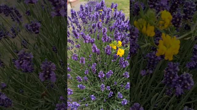 lavender is now fragrant not only in France