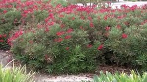 Nerium oleander 'Little Red' - Oleander
