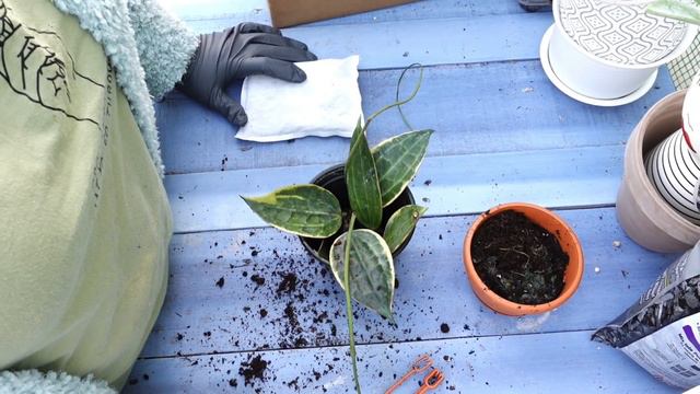 MI MALA EXPERENCIA COMPRANDO PLANTAS EN ETZY .😭😢😢 смотреть онлайн