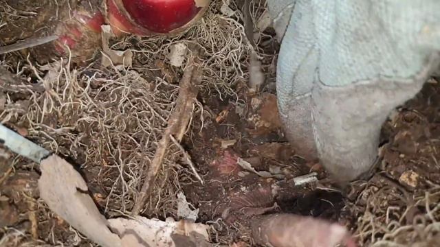 Edible Berries and Roots #nativeginger #redbackginger #ginger смотреть онлайн