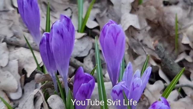 Закарпатье! Цветение крокусов. Красиво цветёт шафран. Весна пришла. Релакс. смотреть онлайн