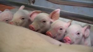 Что такое сельское хозяйство?