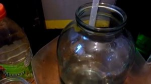 Гидролат из листьев облепихи. Заготавливаем листья.