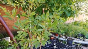 Питтоспорум разнолистный. Пахнут даже плоды