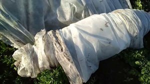 КАРТОФЕЛЬ ПОД ПЛЕНКОЙ, плюсы этого метода