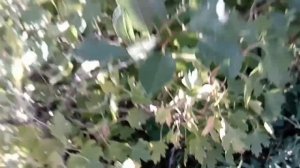 Золотистая смородина на моём участке