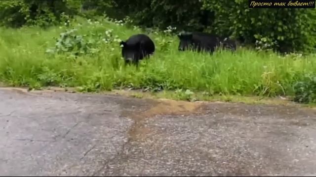 То что специалисты обнаружили в Ф У К У С И М Е - Ш0KИP0BAЛ0 весь мир! смотреть онлайн