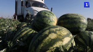 Крымские аграрии собрали 700 тонн урожая арбузов