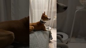 Басенджи Смарт на Распевке