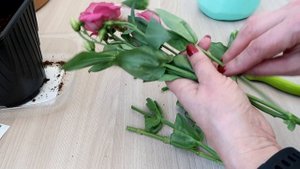 Можно ли укоренить эустому