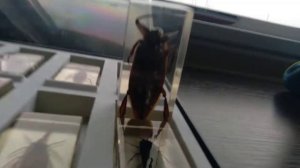 обзор на НАСЕКОМЫХ В ЭПОКСИДНОЙ СМОЛЕ!!!!!!!!!?????????