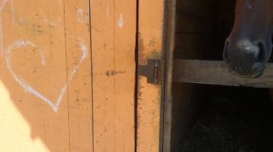 Школа конного спорта в Сочи. Канюшня. Прокат лошадей. Отдых в Сочи.