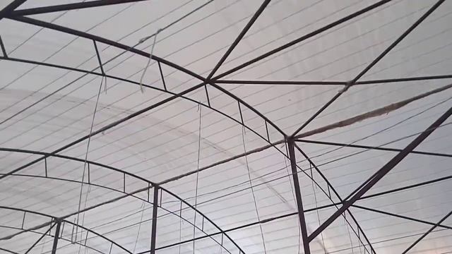Высокорослые томаты, Как правильно высаживать в теплицу
