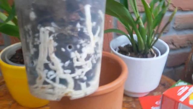 Мои морковки: Catas. Pierre Couret × expansum. Cycn. Chlorochilon. смотреть онлайн