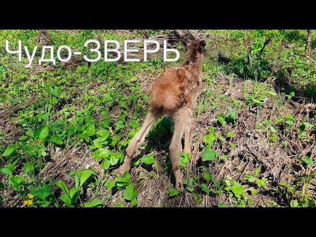 НЕОЖИДАННАЯ ВСТРЕЧА В ТАЙГЕ С ДИКИМ ЖИВОТНЫМ смотреть онлайн