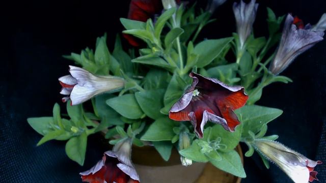 Time lapse:flowering of red surfinia|タイムラプス：サフィニアの開花する様子 смотреть онлайн