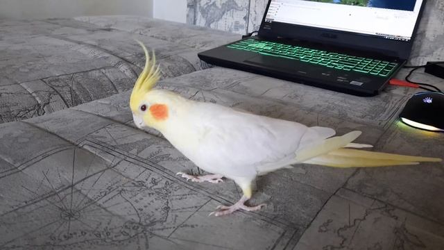 Луч солнца золотого #домашняяптица #корелла #лютино #ноутбук #птица #птицы #попугай #кореллы #ручно смотреть онлайн