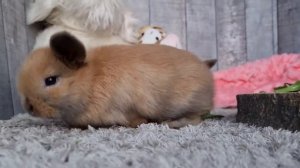 CUTE and funny mini lop baby bunnies / SŁODKIE maluszki króliki mini lop #LOVELYLOPSPOLAND #królik