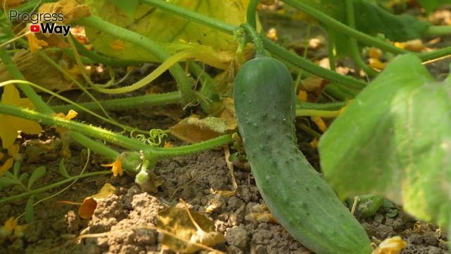 Моментально Спас Огурцы От Пожелтения Этим Аптечным Препаратом! Как Сохранить Урожай! смотреть онлайн