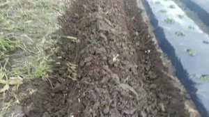 ??Новый бугор для клубники, под новый сорт? #клубника  #какбыстросделатьбугордляклубники #какяготов