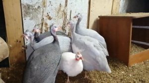 Территория добрых дел. Как у меня появилась волжская белая цесарка.