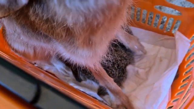 Русачиха кормит зайчат. Джасти, Ева и Валли смотреть онлайн