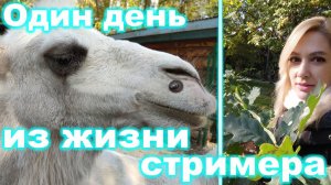 Один день из жизни стримера #3 День Рождения