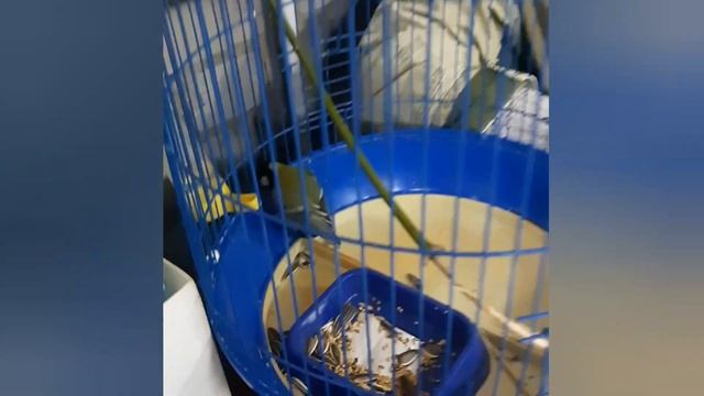 Раненная птица - вовсе не синица (в душе она дятел) смотреть онлайн