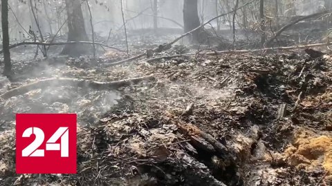 В Курганской области бушуют лесные пожары - Россия 24 