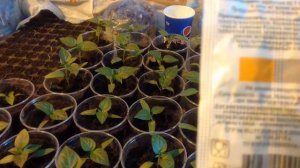 Янтарная кислота для подкормки рассады