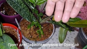 Обзор | ОРХИДЕИ Пафиопедилум | Психопсис | Уход и содержание