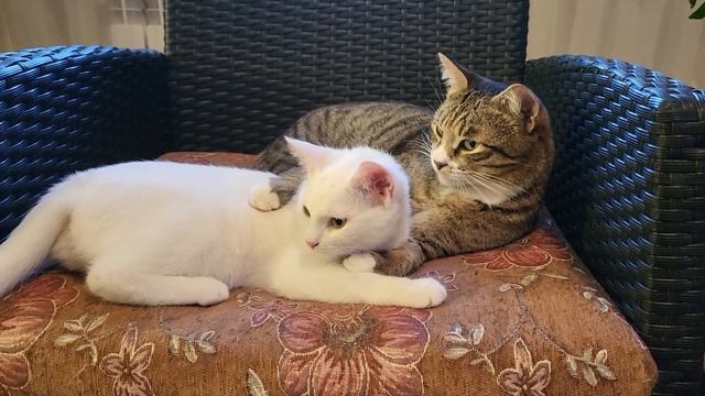 Барсик и котята  Communication of generations