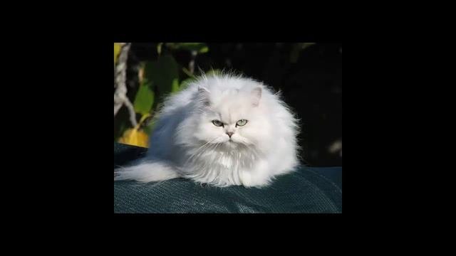 Кошка Шиншилла.