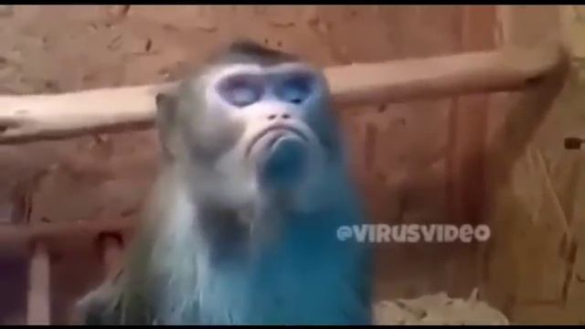 Приколы 2015/ смех чайки / обязана / танцующие брови. смотреть онлайн