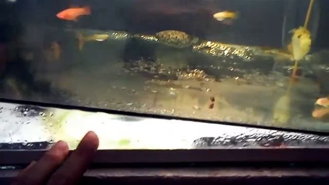 Разведение живородящих. Меченосец, гуппи. Сетка, скатка.