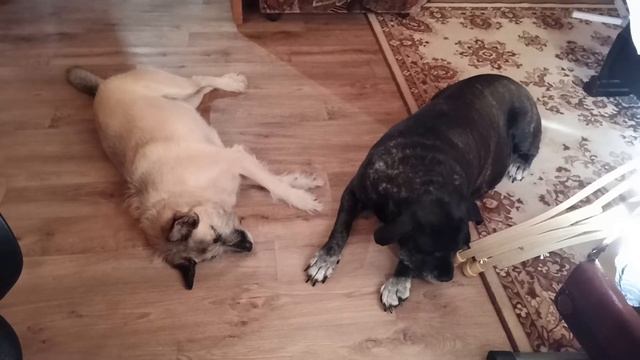 Звуки ультразвука #Звуки, которые должны отпугивать  собак. Правда или нет?  Реакция на #ультразвук