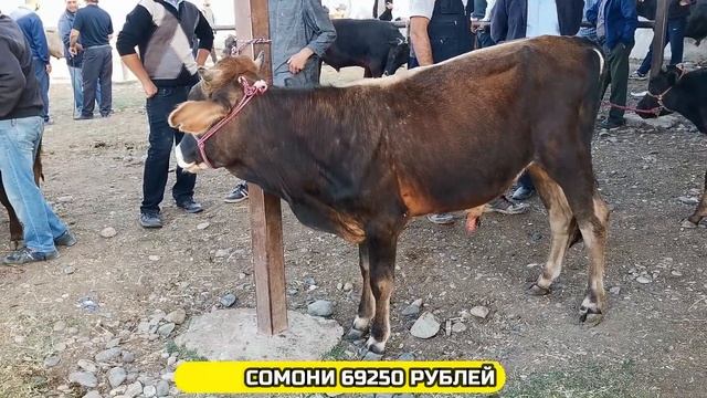 Шанбебозор кириллик нархи гови зур арзон бозори бехтарин 20.06.2020 новинки